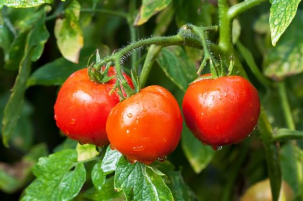 Tomaten auf einem Zweig