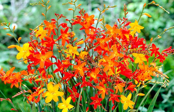 Japanilainen gladiolus