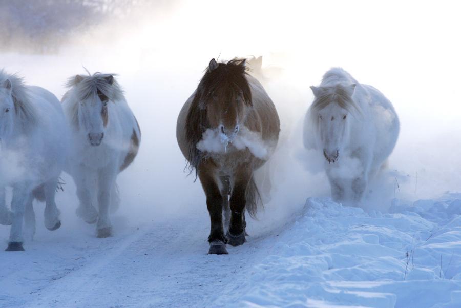 Cavalo iacuto