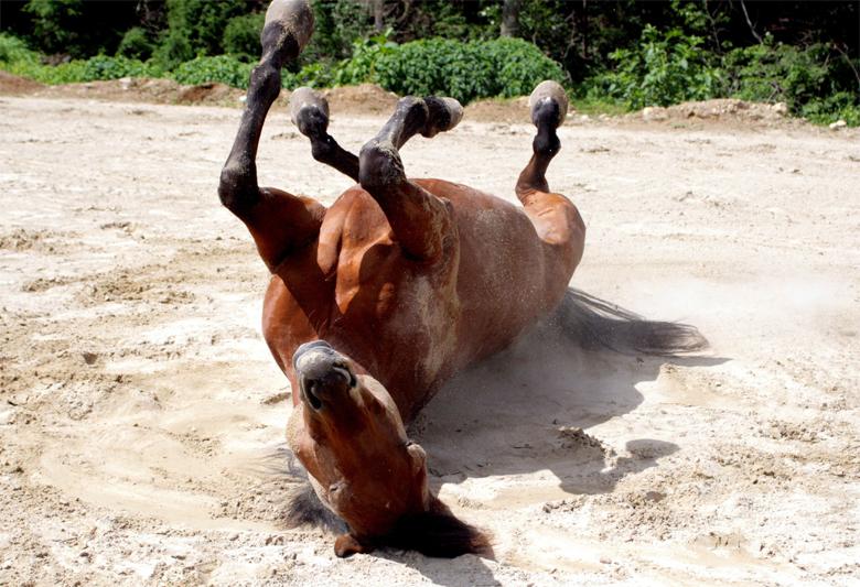 het doet pijn aan het paard