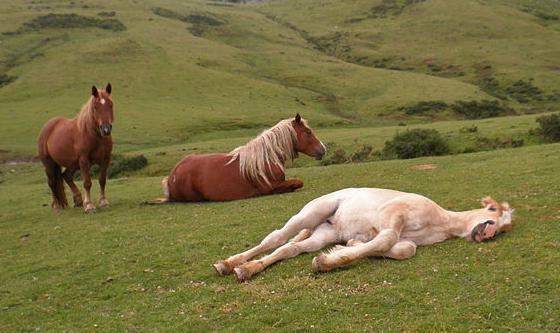 het paard slaapt