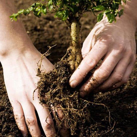 quince planting