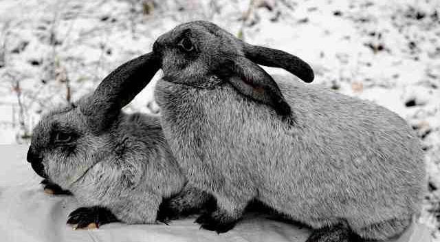 beautiful rabbits