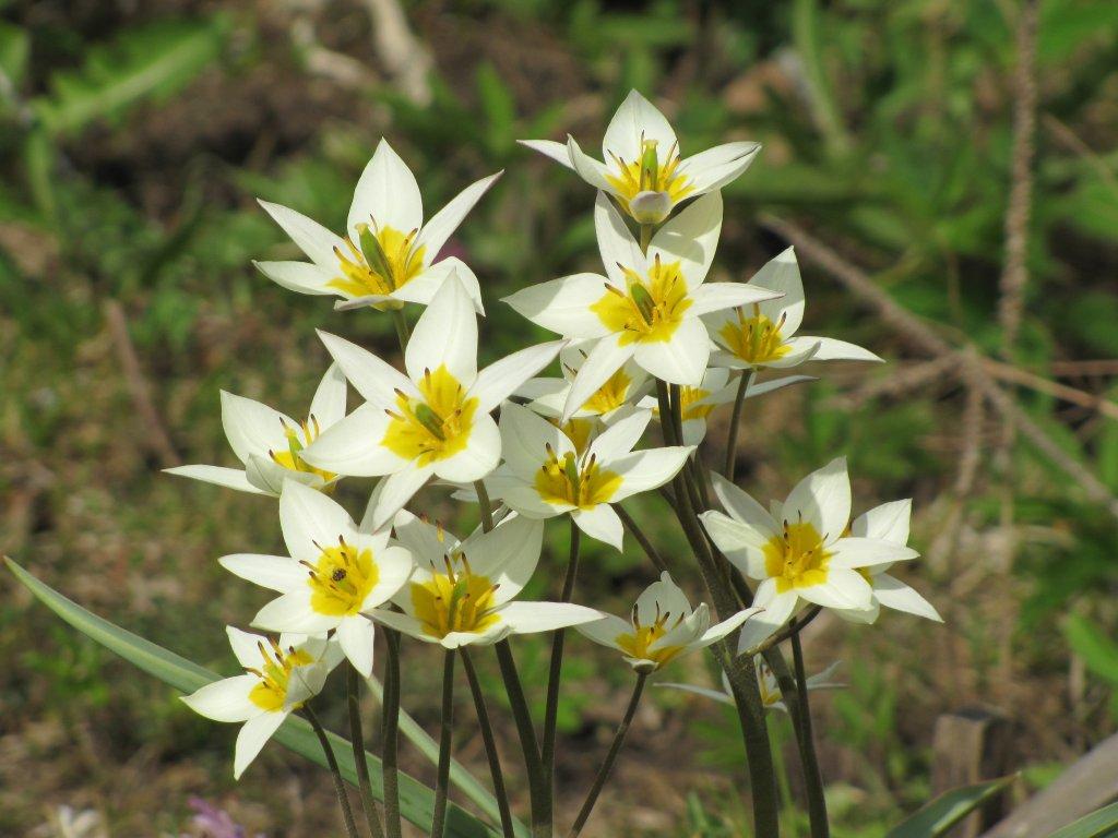 botanical tulips Lesnoy