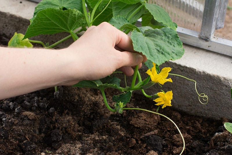 cucumbers on the windowsill