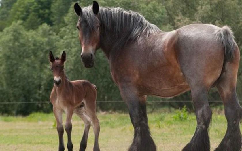 Caballo de Brabançon