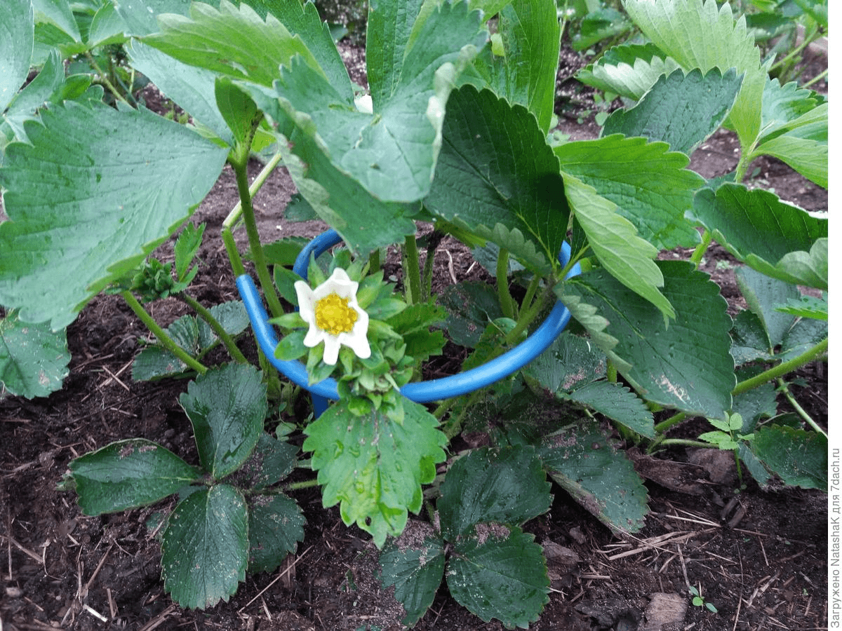 strawberry stand