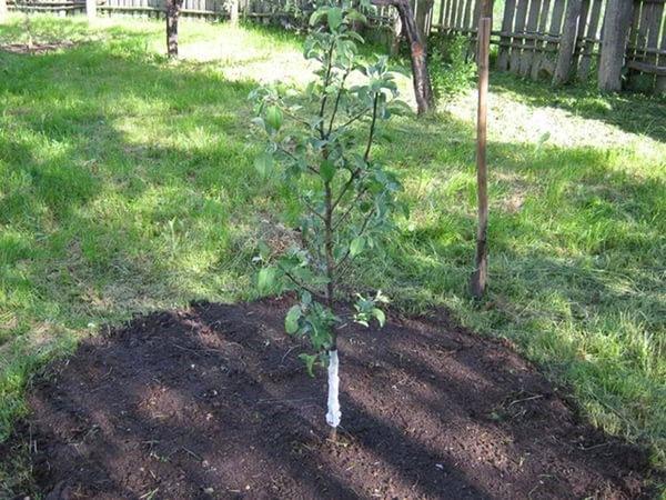 een peer planten