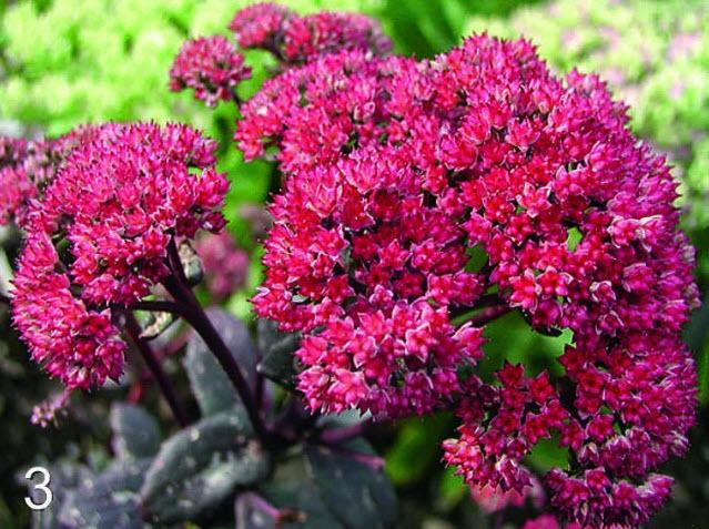 sedum tak 