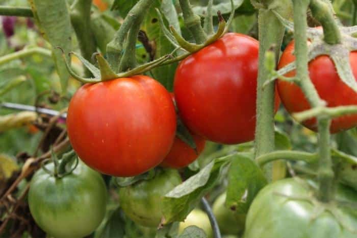 tomato bushes explosion