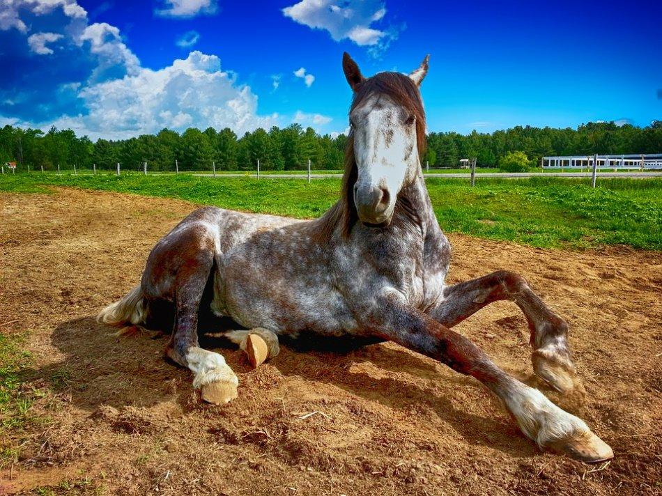 paard op het gras