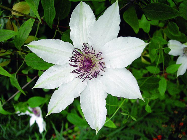 λευκό clematis