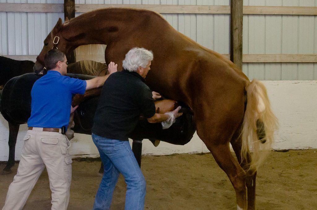 inseminação de cavalo