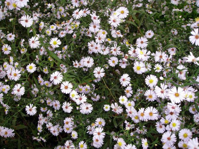 heather aster