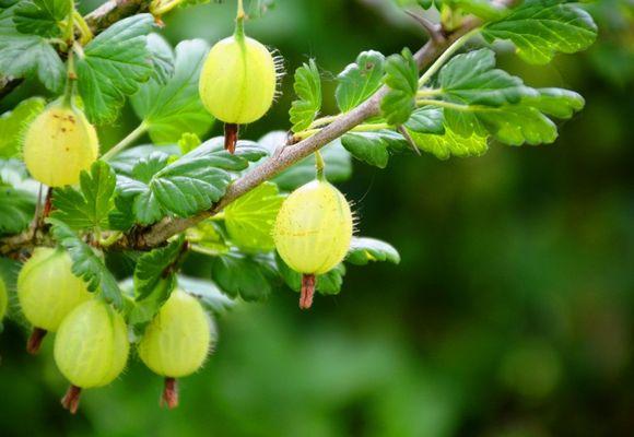 reife Stachelbeeren