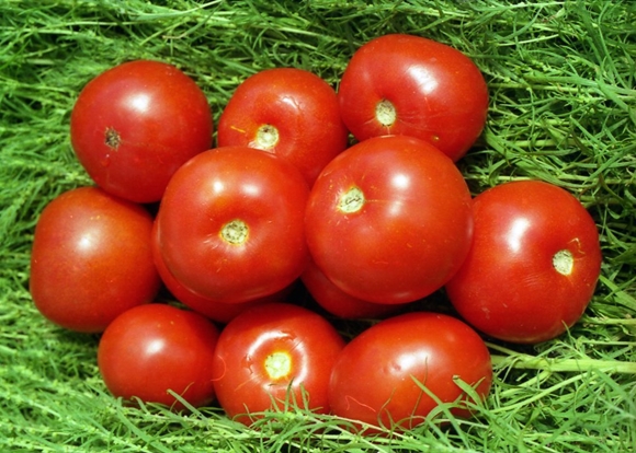 rané zrání volgogradských rajčat na trávě