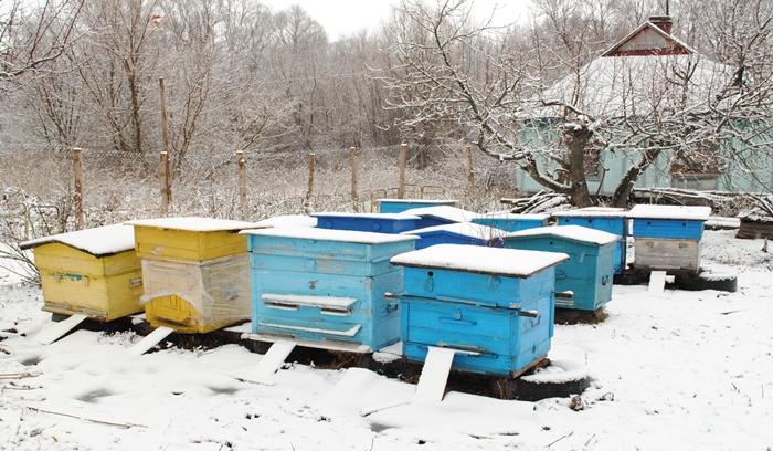 včelaření v zimě