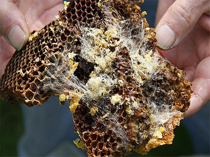 wie man Wachsmotten in einem Bienenstock loswird