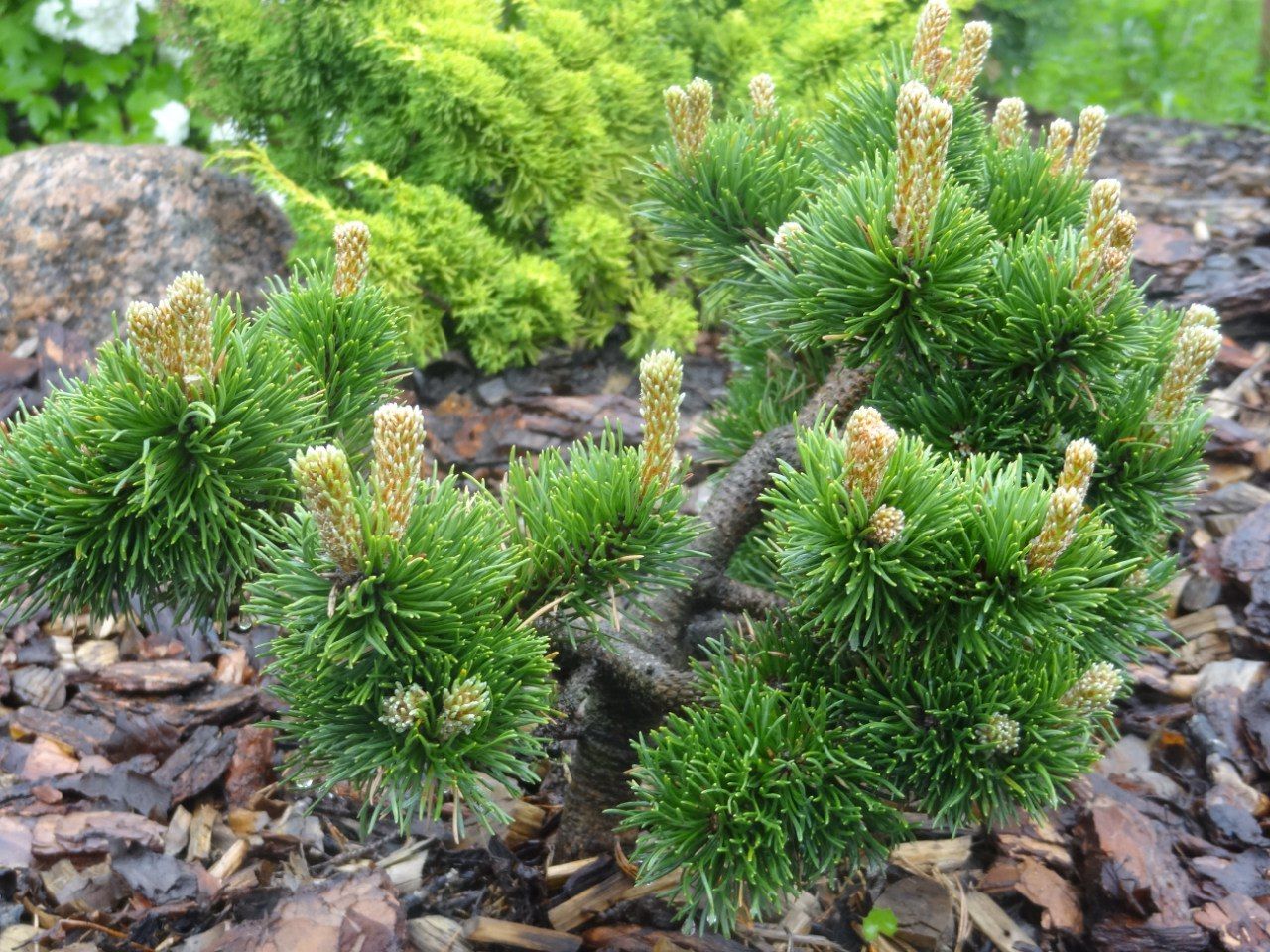 Description and varieties of dwarf pines, care and use in landscape design