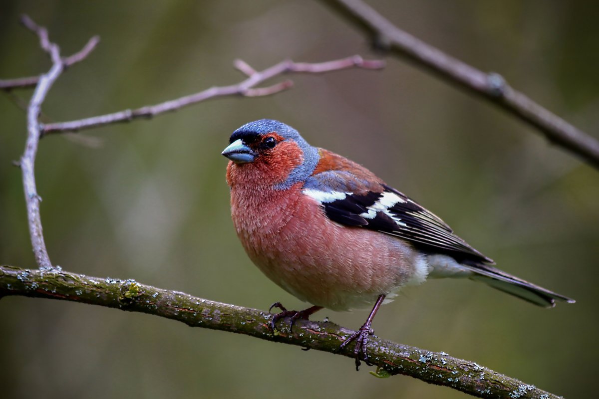 TOP 30 druhů stěhovavých ptáků se jmény a popisy, jejich vlastnosti