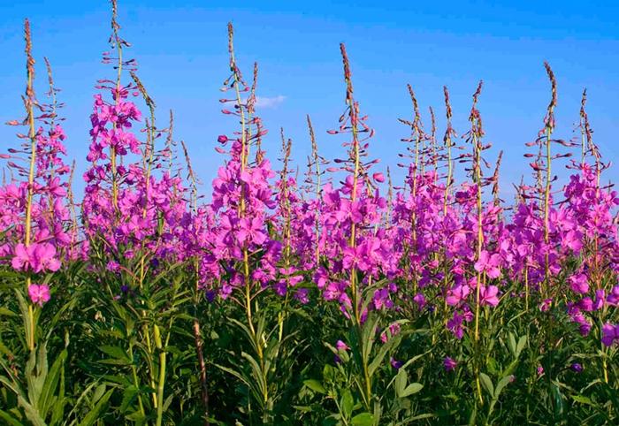 Ivan-te (fireweed)