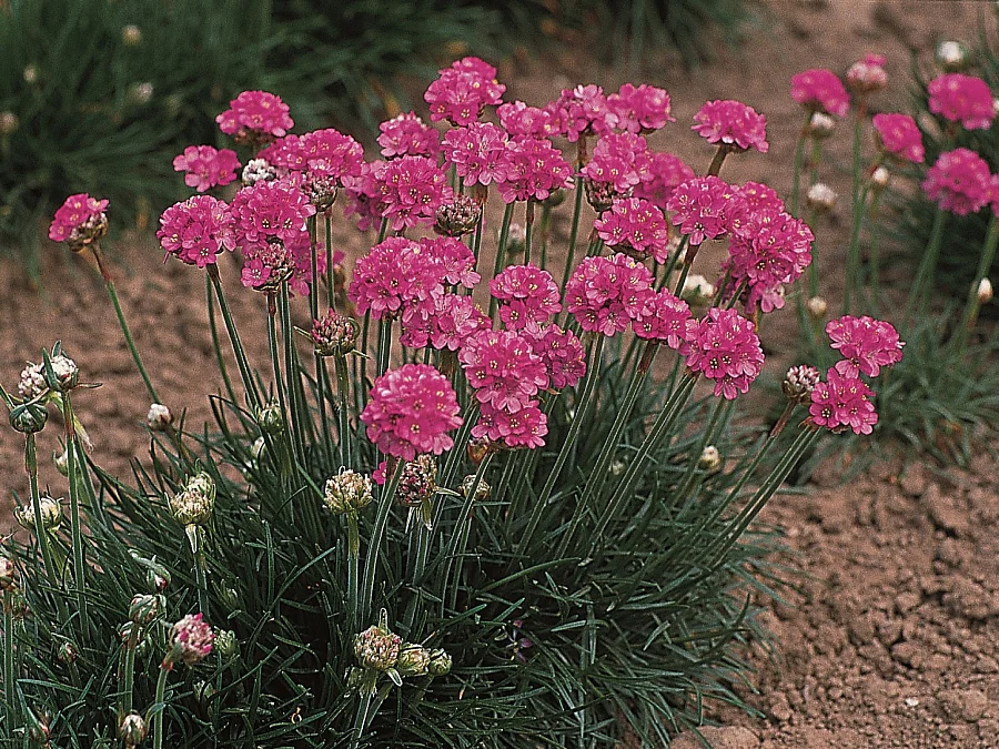 ¿Qué flores perennes se pueden plantar en una tumba? Las 35 mejores para un cementerio.