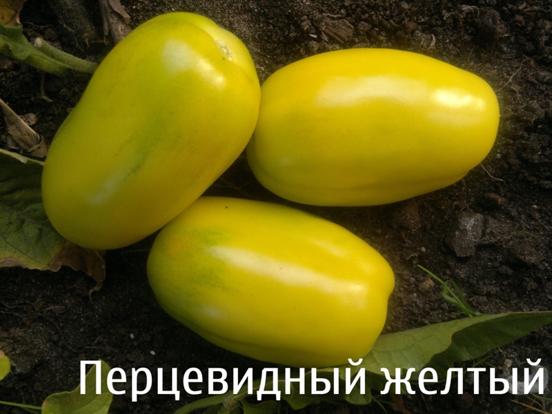 Paprika, gelbe Tomate