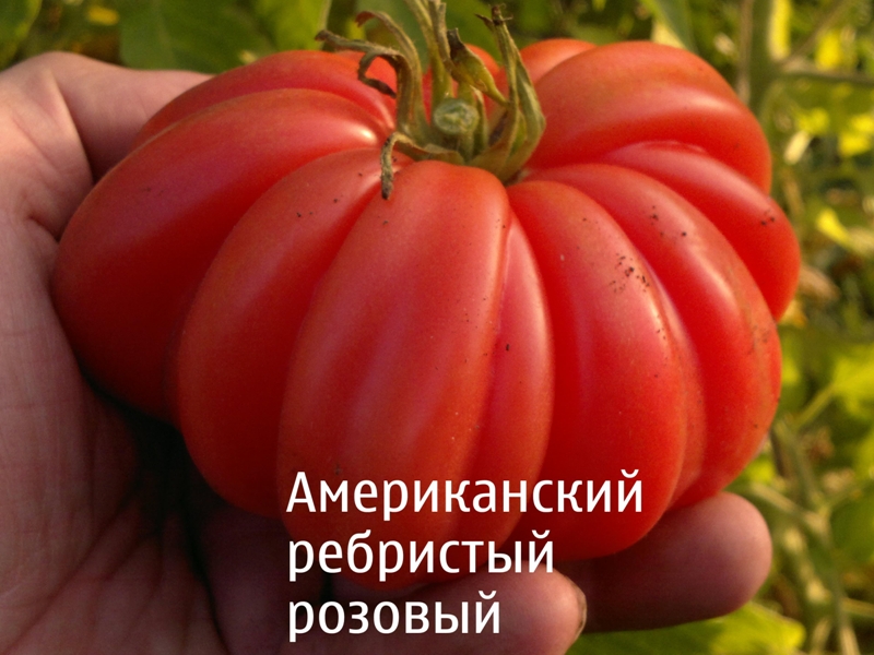 Tomate américaine à côtes roses