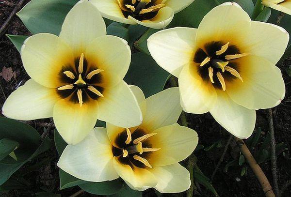 botanické tulipány