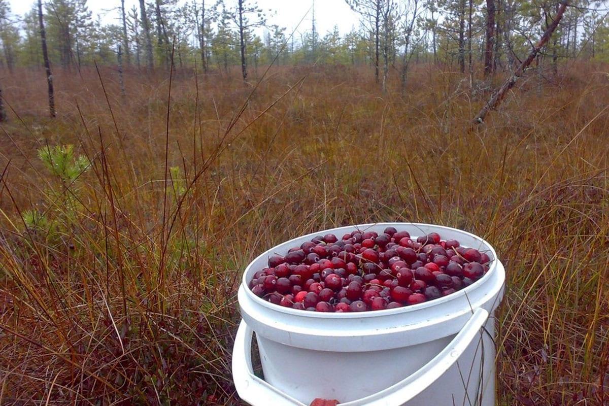 pagpili ng lingonberry