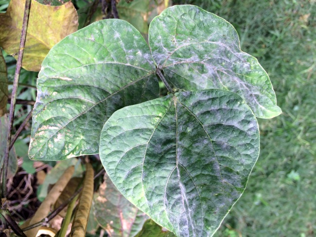 Powdery mildew