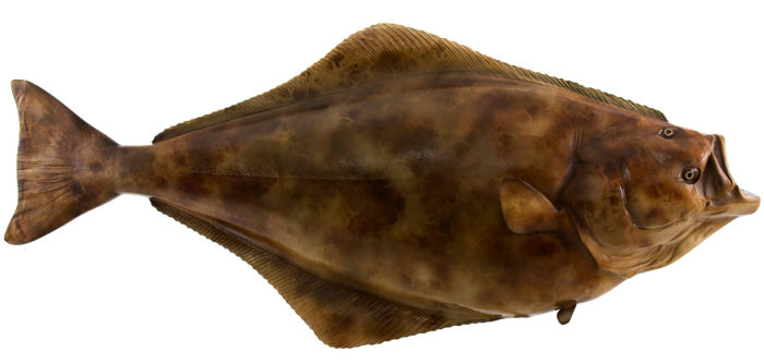 halibut fish