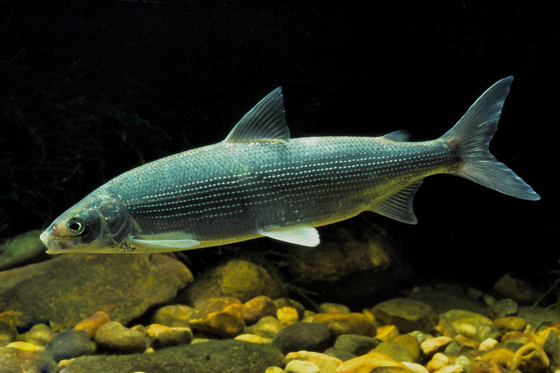 whitefish fish in water