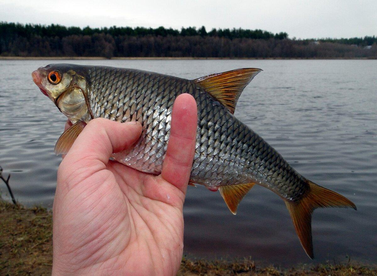 roach fisk