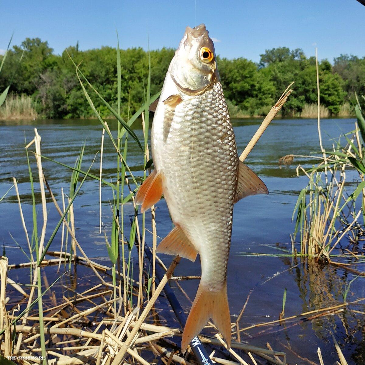 pesca de barata