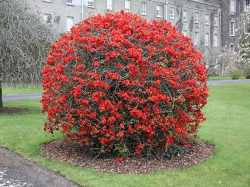 Japanese quince