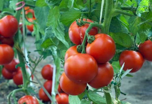 Tomatenbüsche Maryina Roshcha