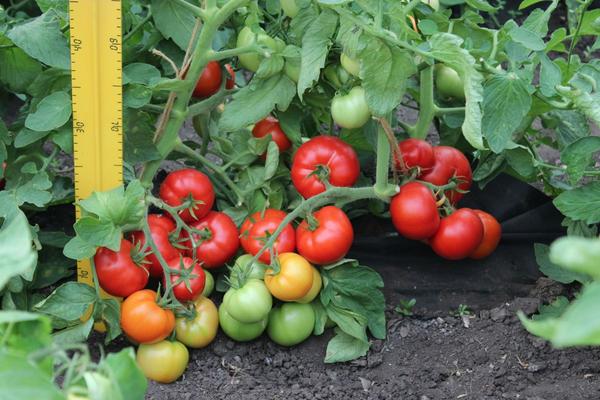 tomate em terreno aberto