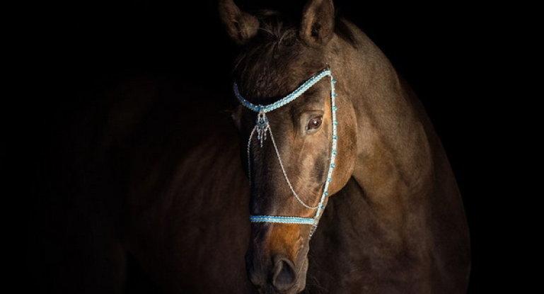 Een paard temmen om een ​​halster te gebruiken