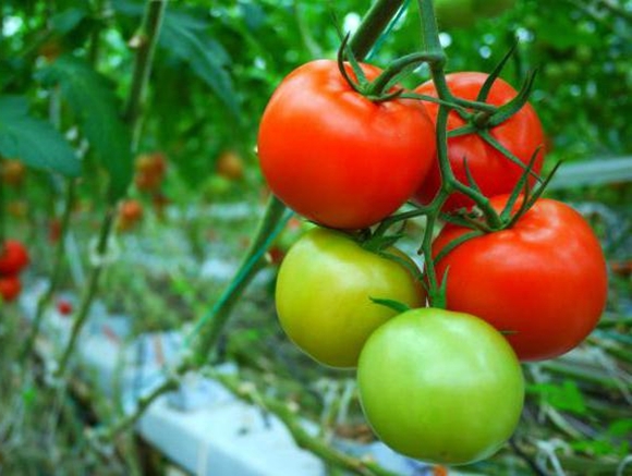 Demidov tomato bushes