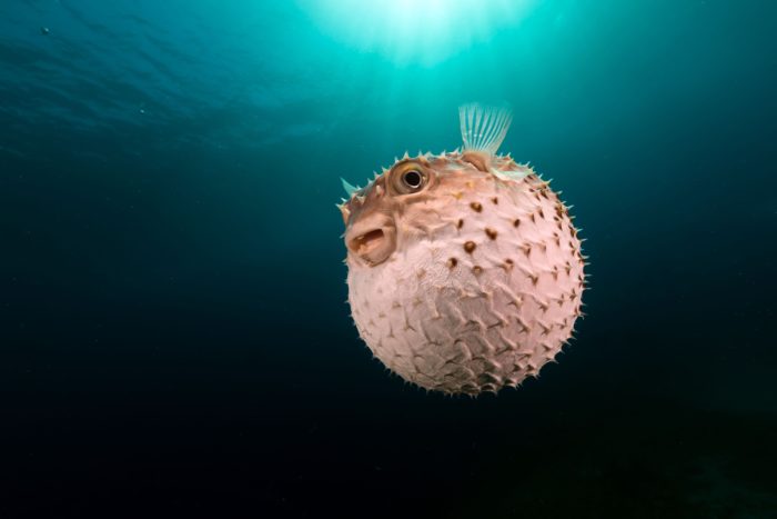 Larawan ng bola ng isda