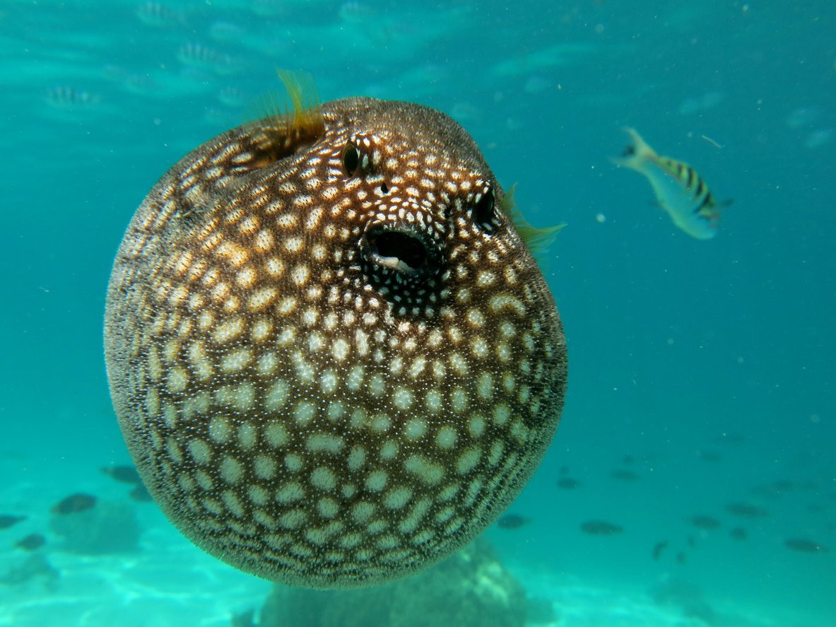 Peixe bola: descrição e por que infla quando está em perigo, as agulhas ...