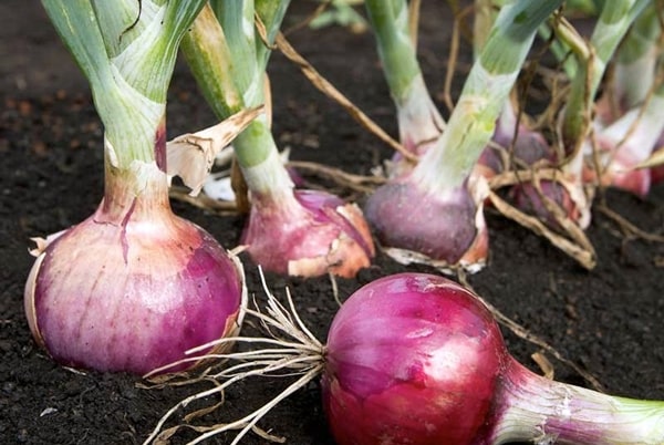 Lila Zwiebeln im Garten