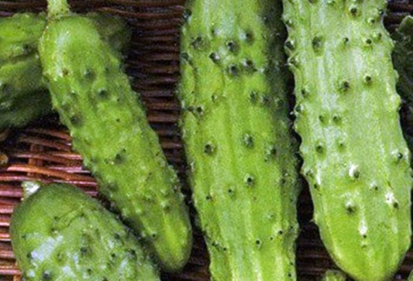 hitsura ng Serpentine cucumber