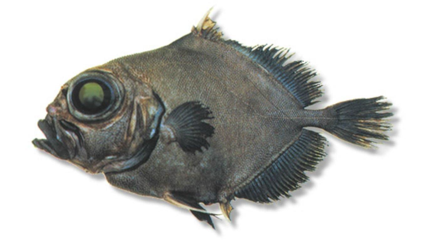 dory fish species