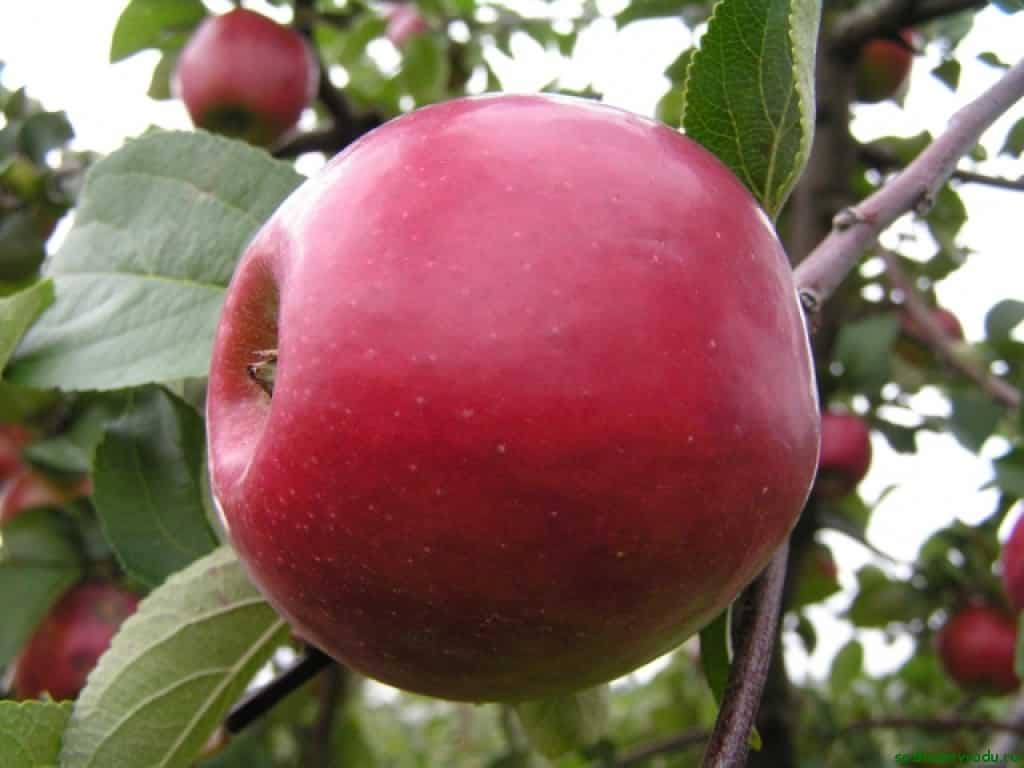 Apfelbaum früh rot