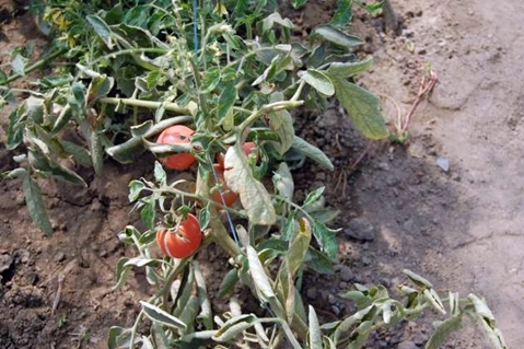 Fusarium plíseň na keřích rajčat