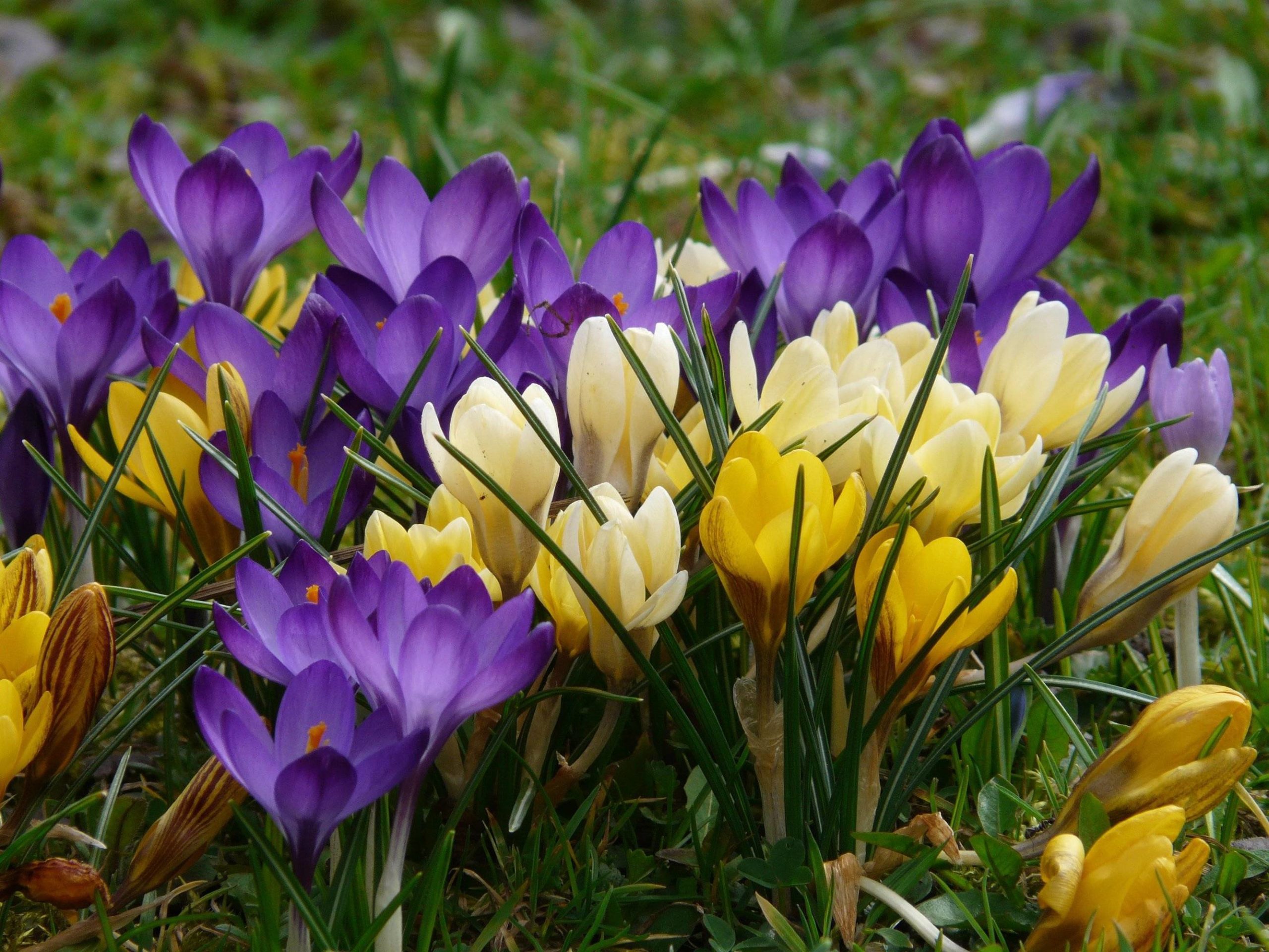 ¿Qué flores perennes se pueden plantar en una tumba? Las 35 mejores para un cementerio.