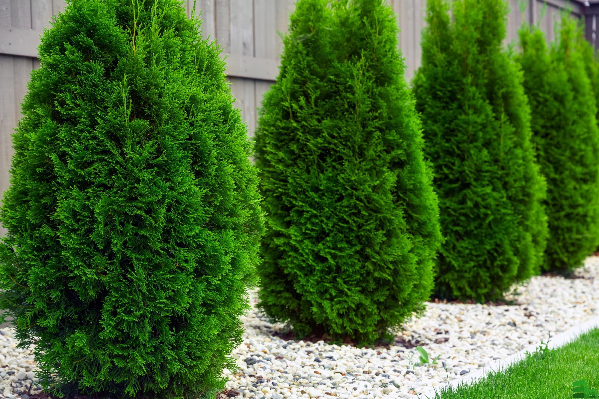 TOP 40 coniferous trees and shrubs with names, plant descriptions