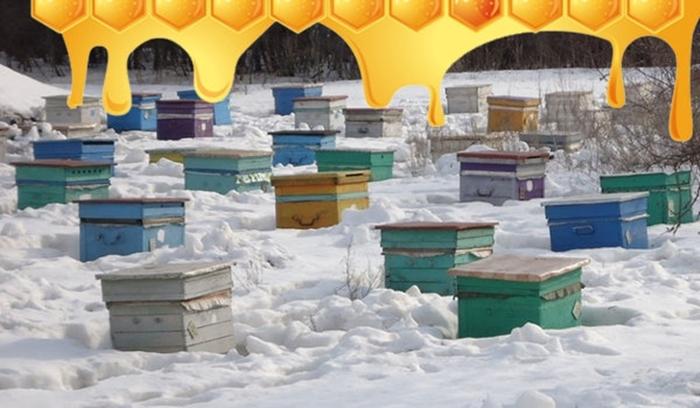 l'apiculture en hiver